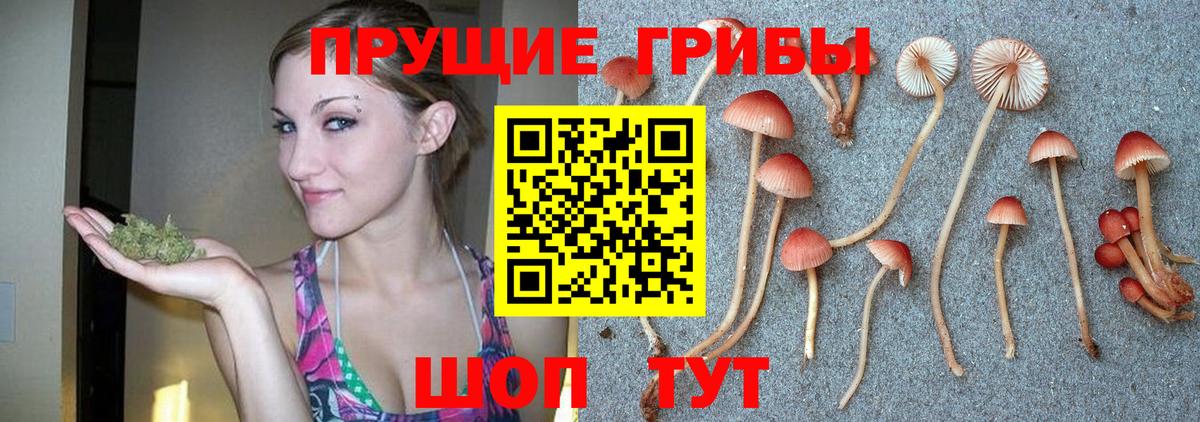 Псилоцибиновые грибы Magic Shrooms  закладки  Вход с VPN  Псков  Псилоцибиновые грибы Cubensis 